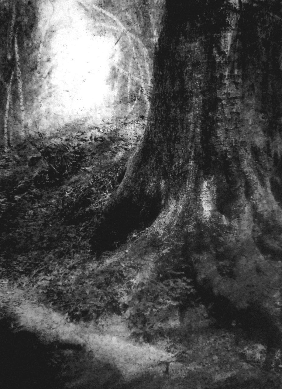 Echos der Stille (Kohle) V