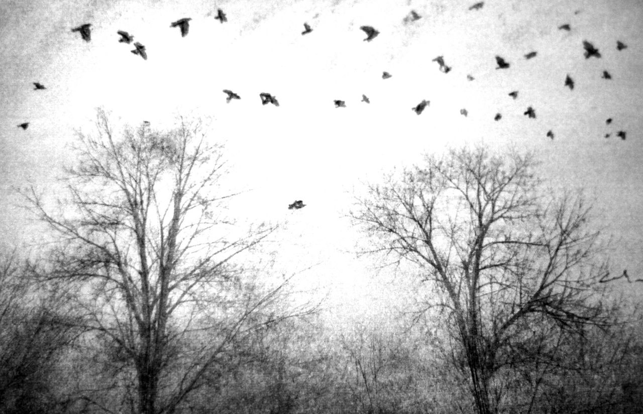 Echos der Stille (Kohle) VIII