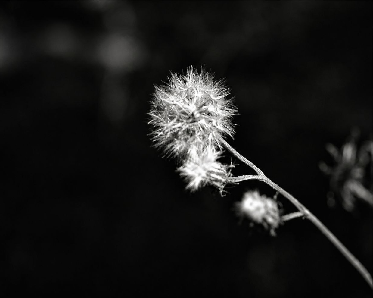 Echos der Stille X