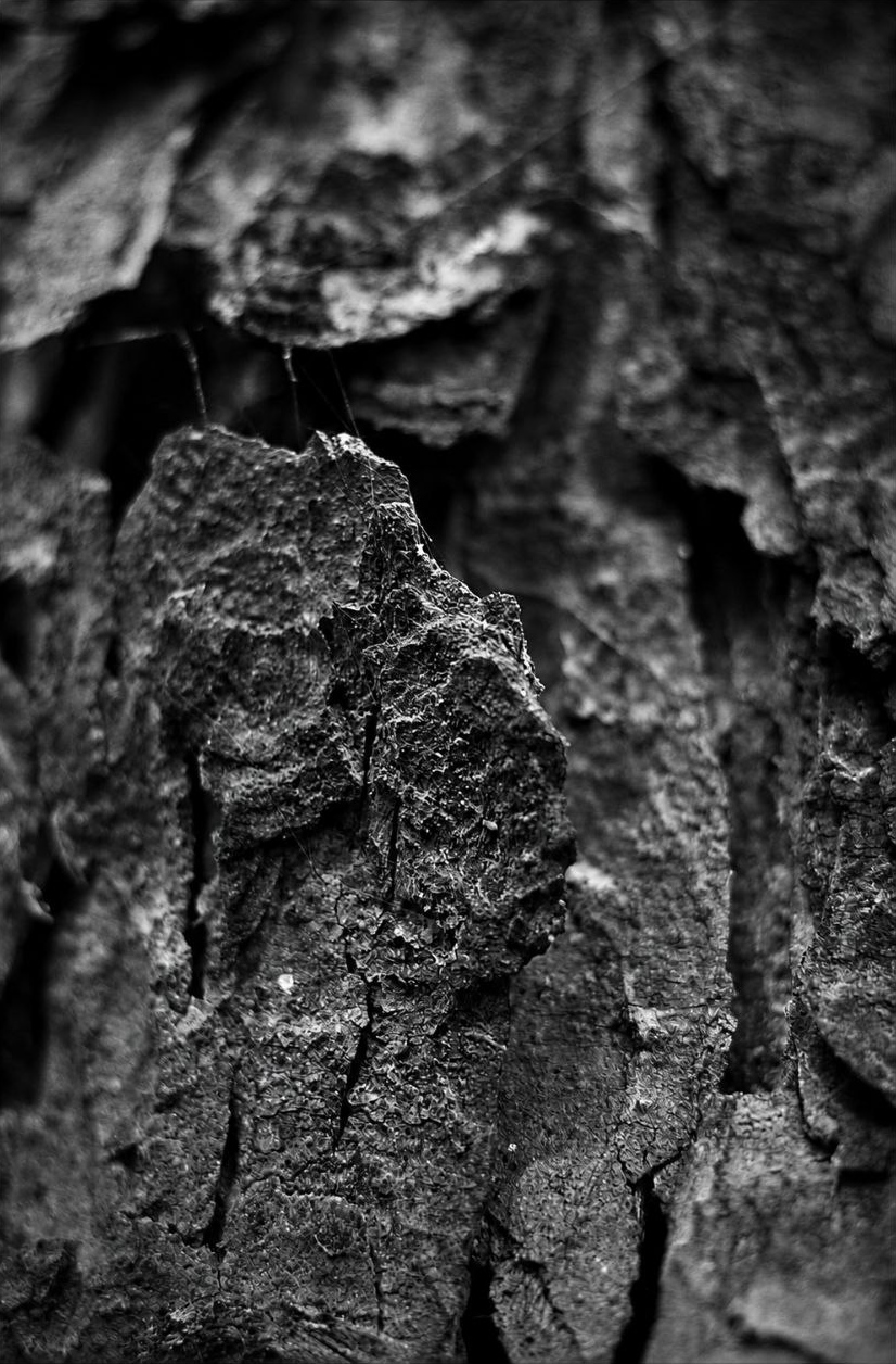 Echos der Stille XIII