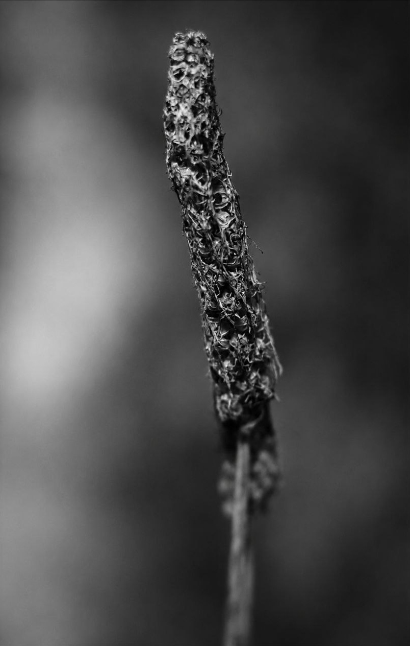 Echos der Stille XIV