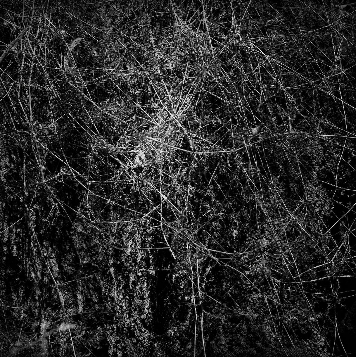 Echos der Stille XV