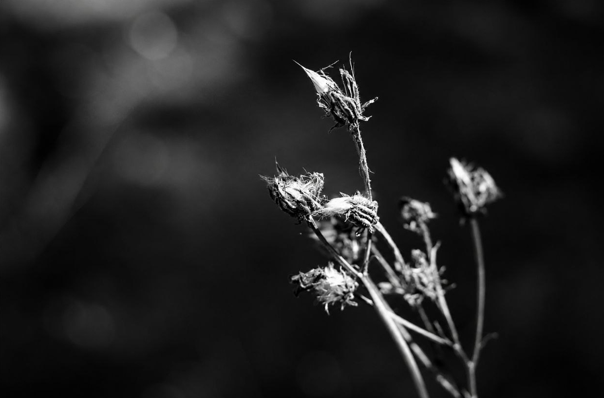 Echos der Stille XVIII