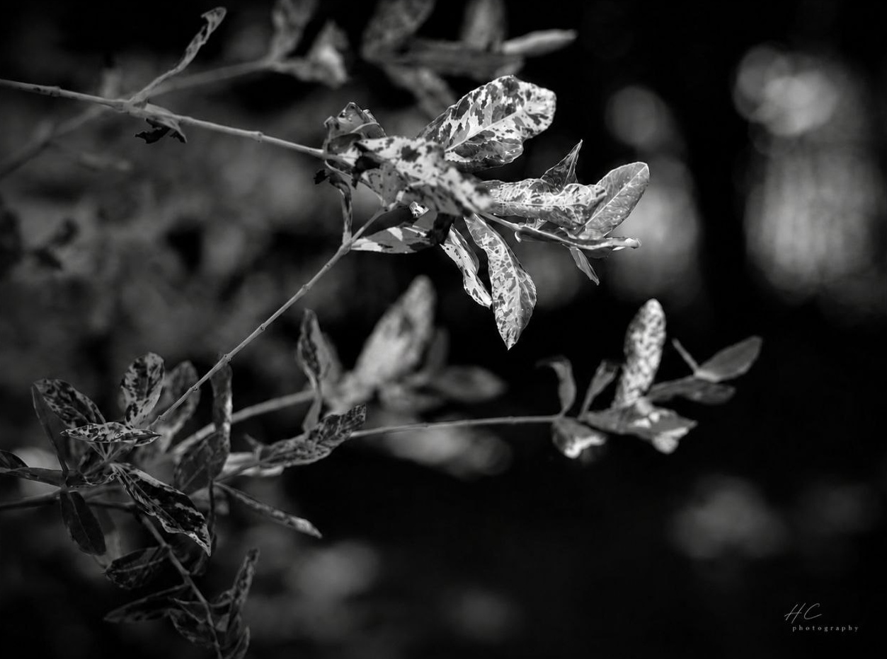 Echos der Stille XIX