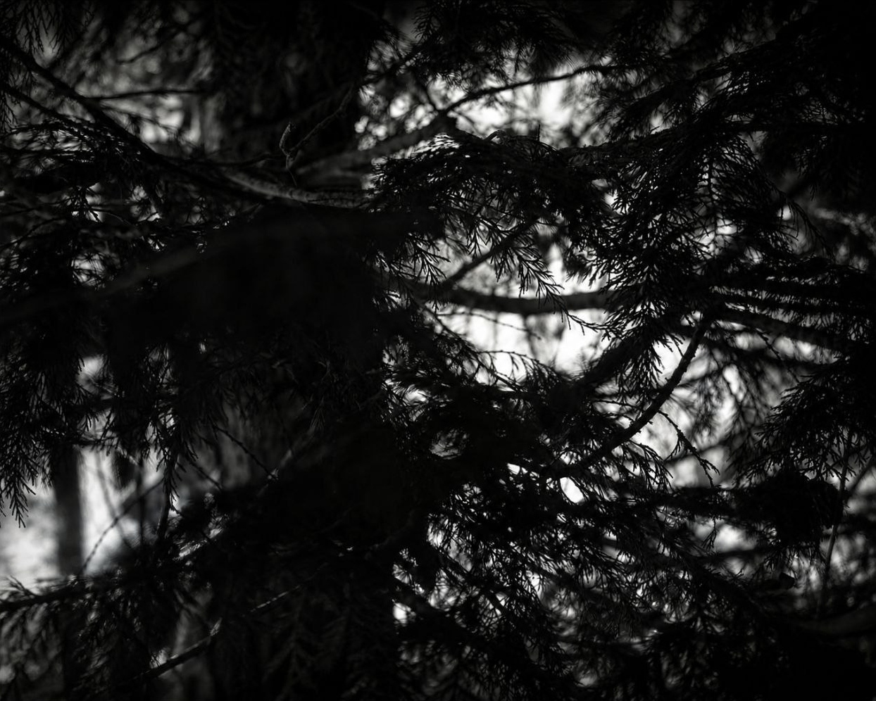 Echos der Stille XX