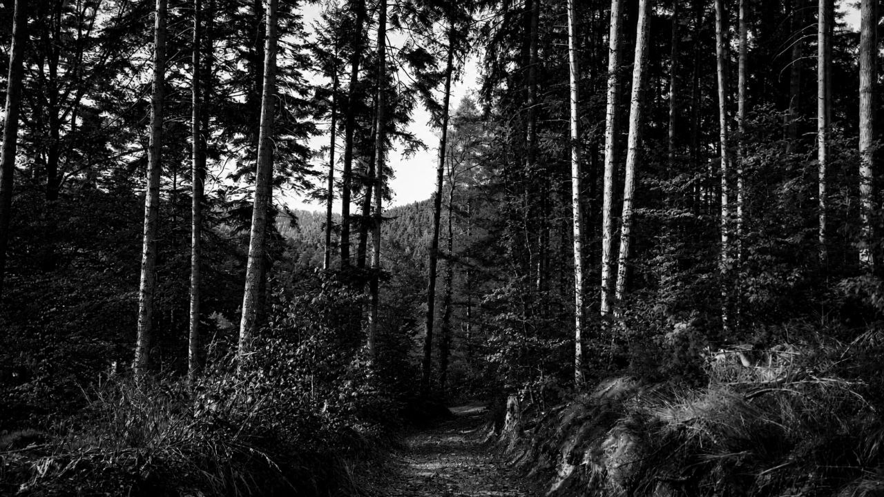 Echos der Stille XXII
