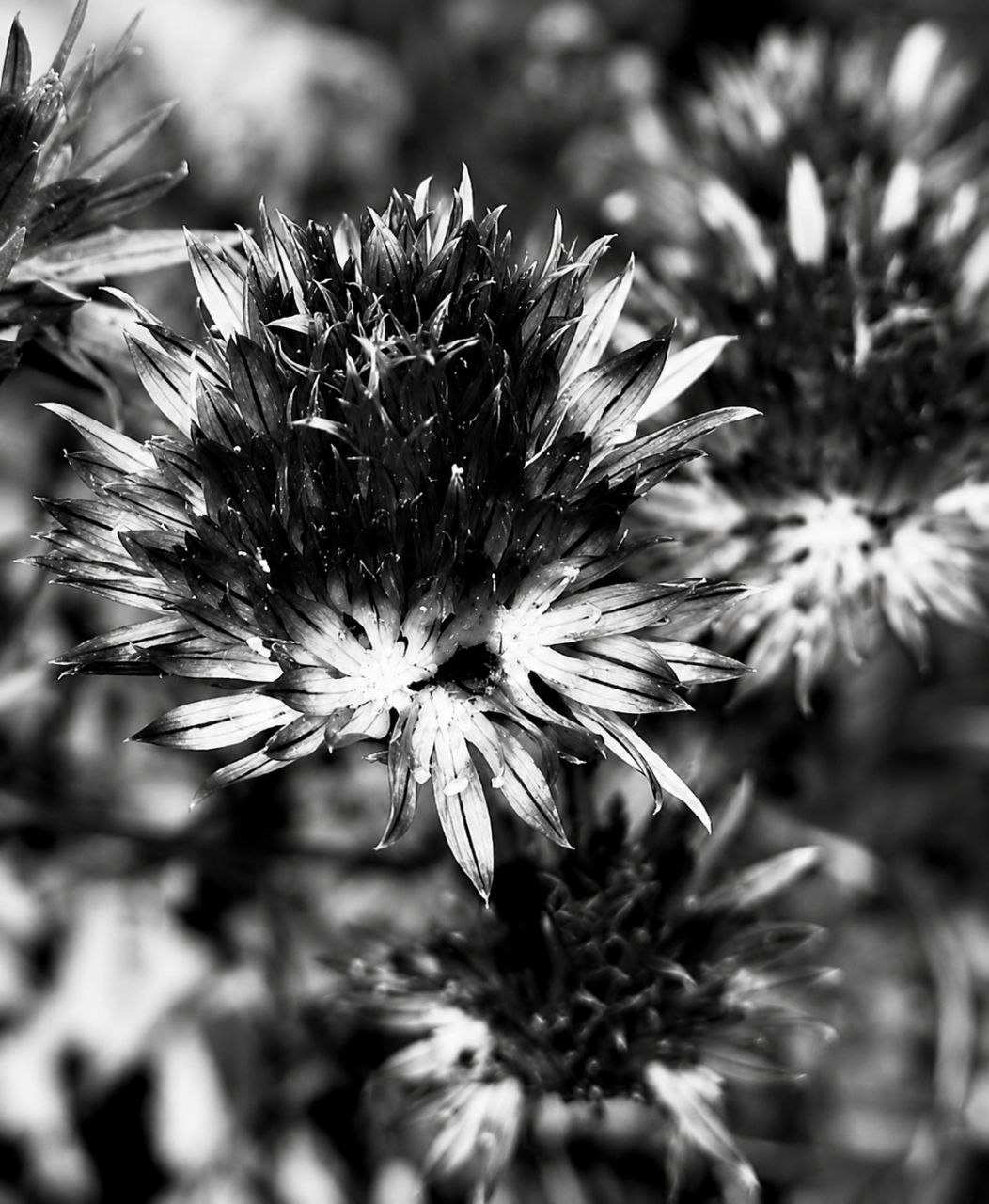 Echos der Stille XXV