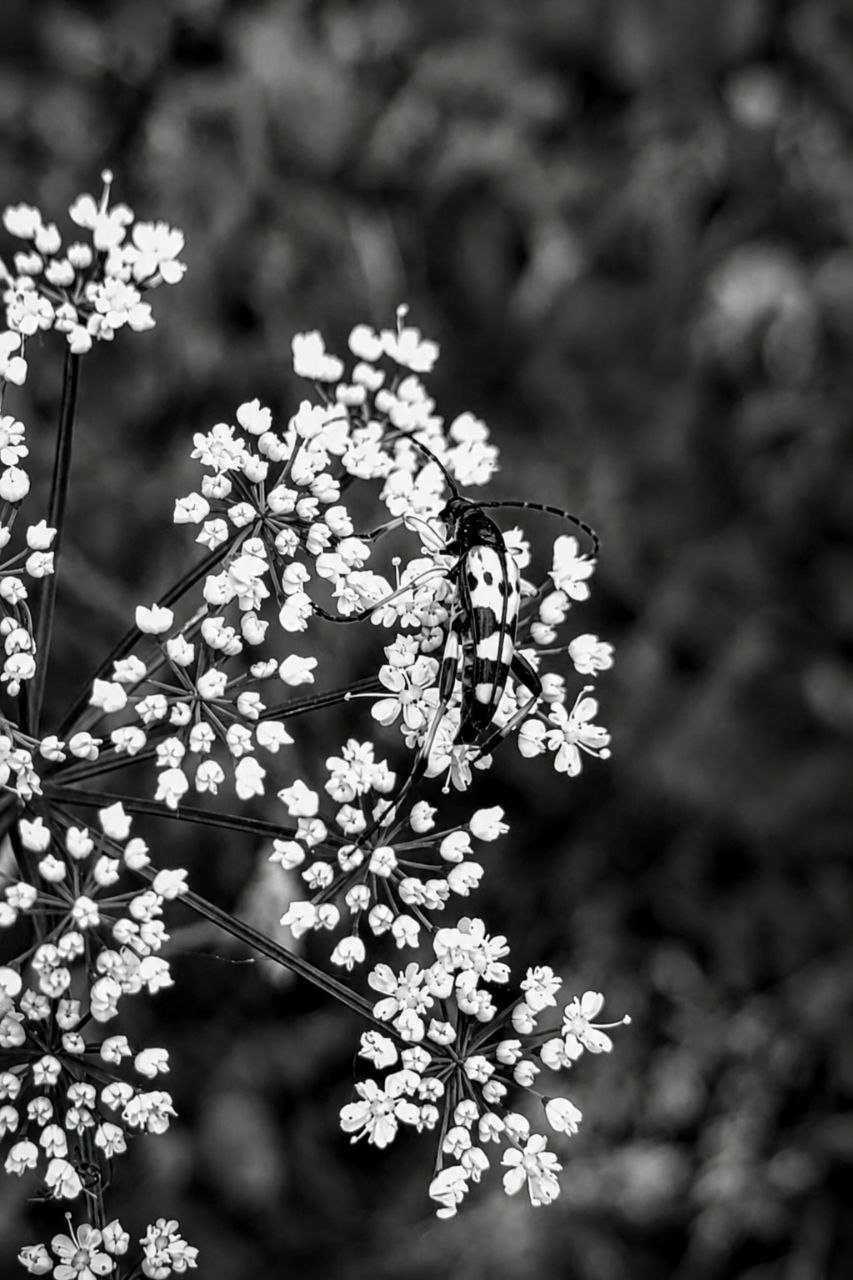 Echos der Stille XXVII