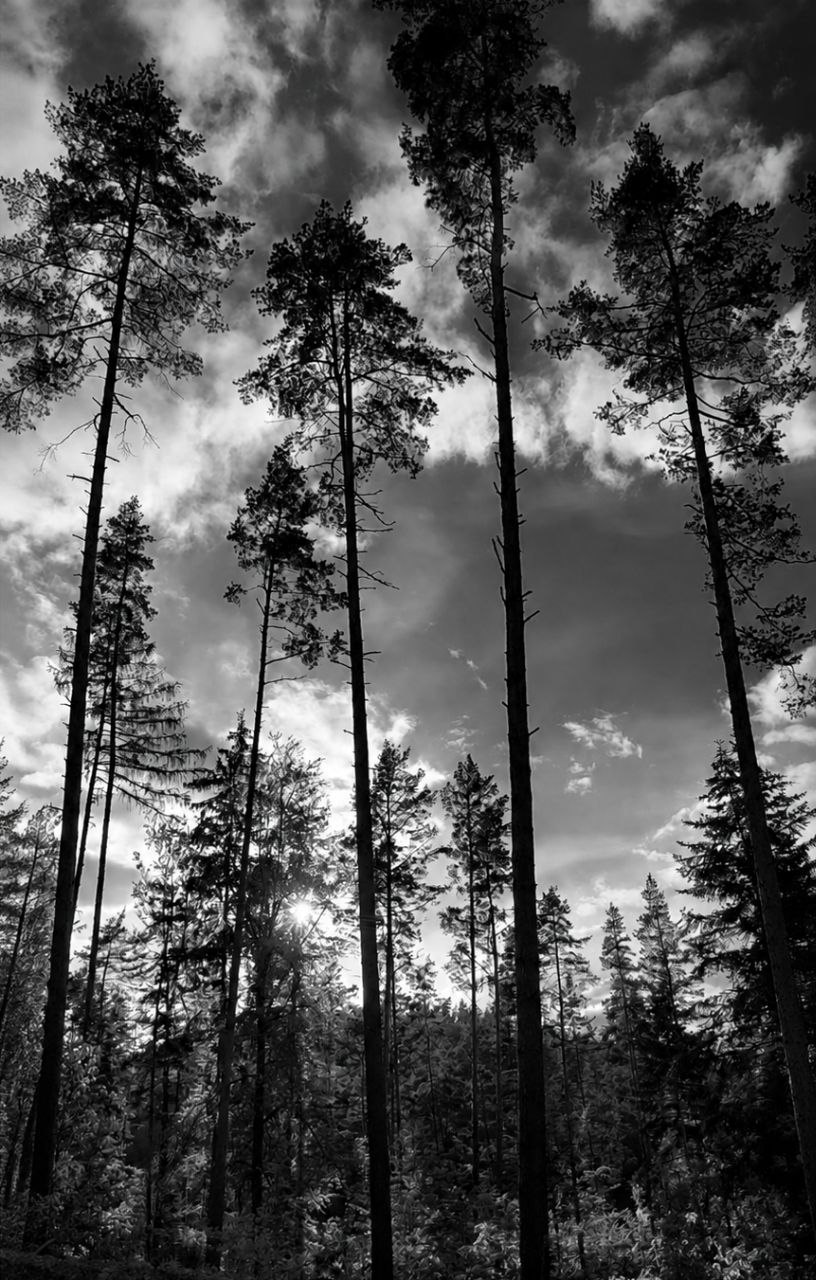 Echos der Stille XXIX