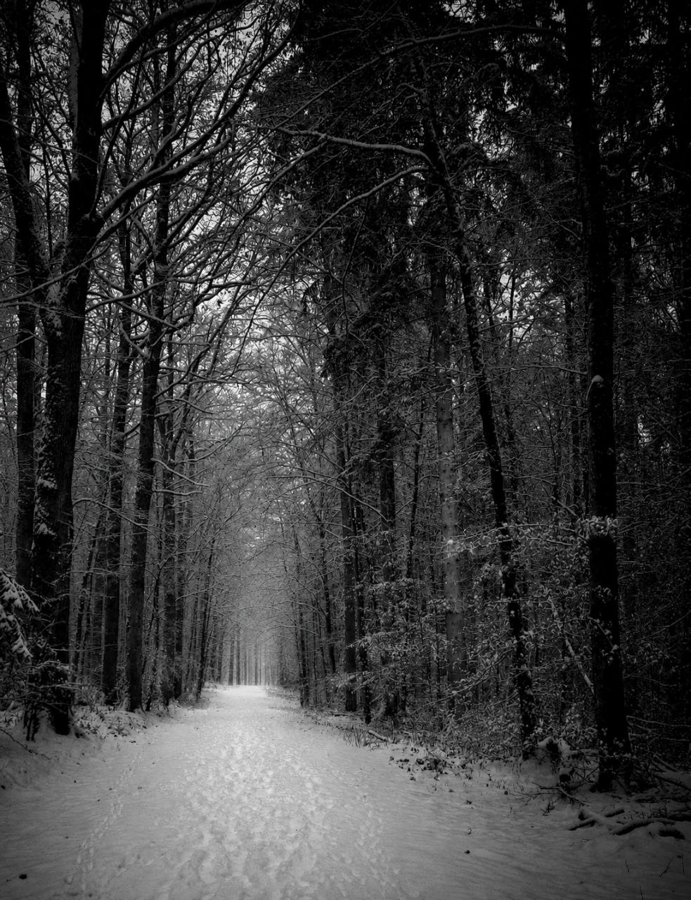Echos der Stille XXX