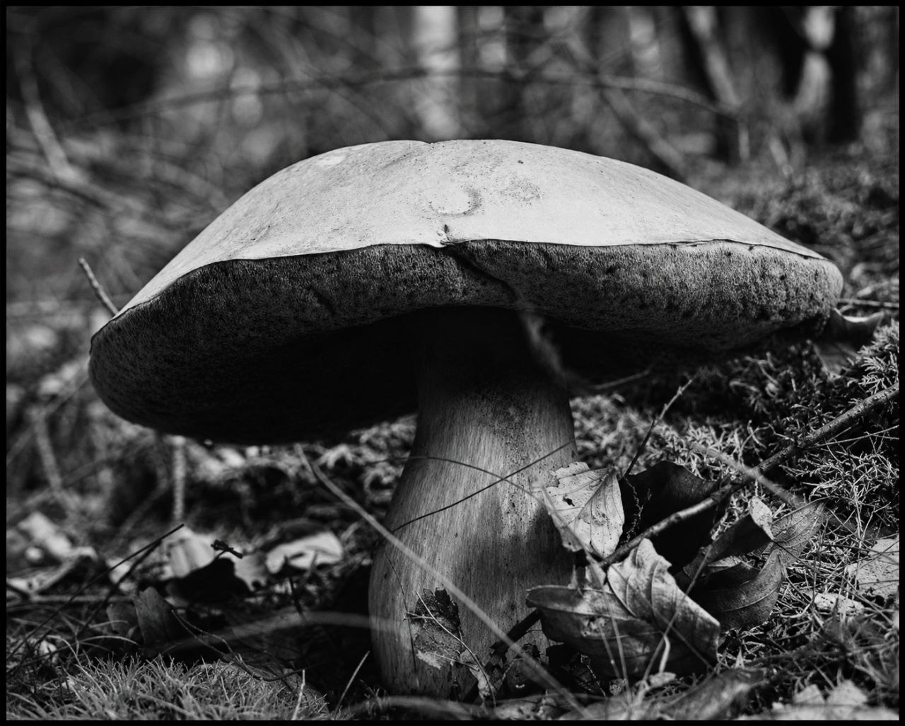 Echos der Stille XXXIX