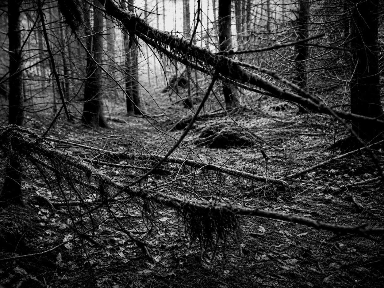 Echos der Stille XLVII