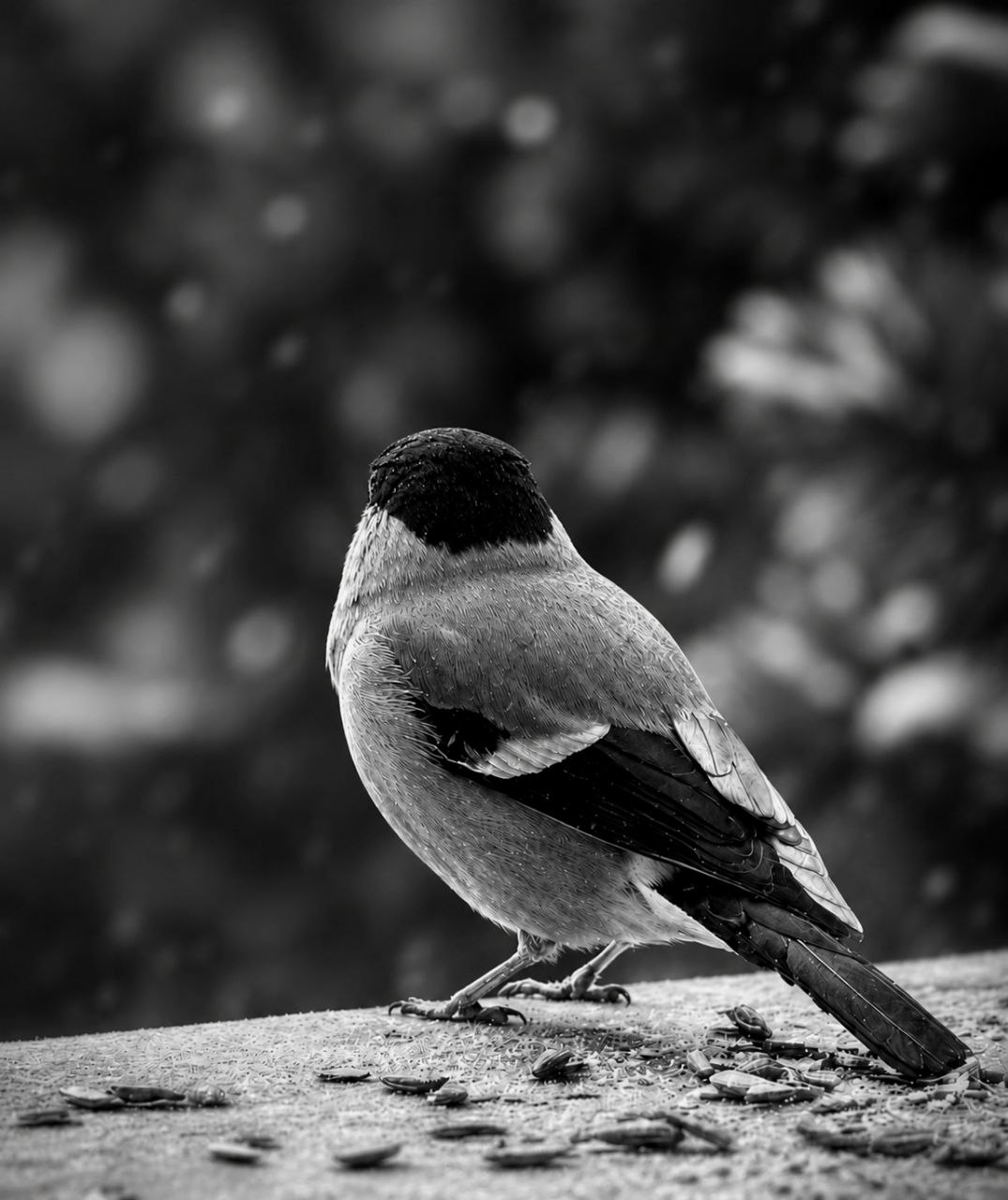 Echos der Stille IL