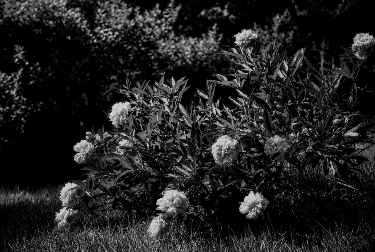 Echos der Stille LI