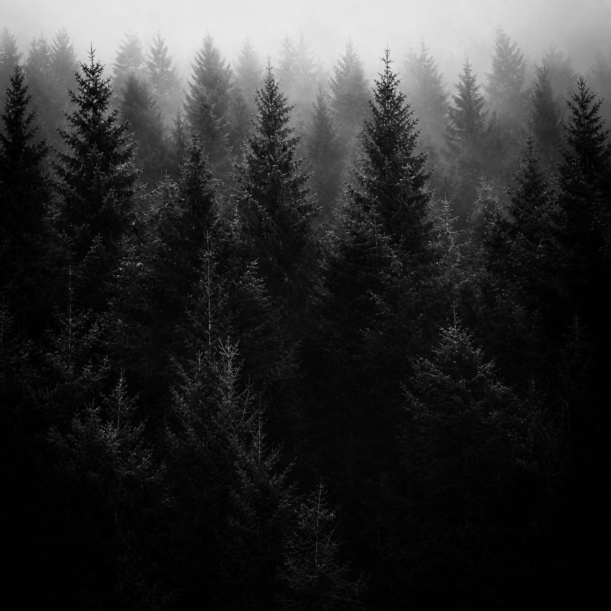 Echos der Stille VIII